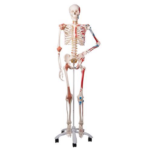 Menschliches Skelett Modell "Sam" - 3B Scientific