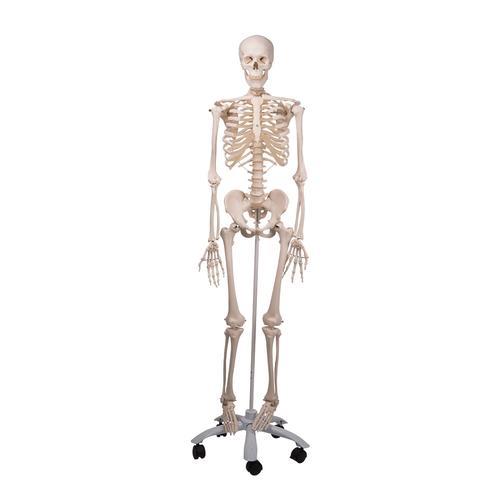 Menschliches Skelett Modell "Stan" auf Metallstativ - 3B Scientific