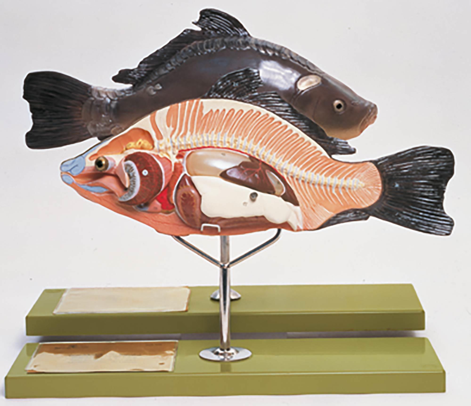 Anatomie eines Knochenfisches - Somso