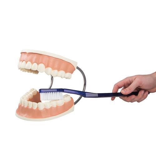 Riesen Zahn Modell zur Zahnpflege, 3-fache Größe - 3B Smart Anatomy