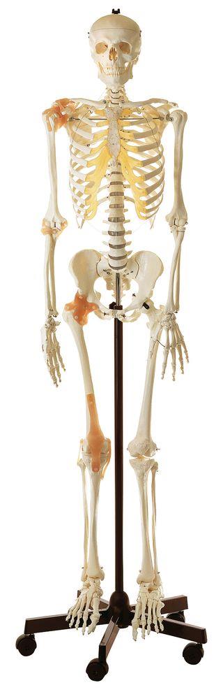 Künstliches Homo-Skelett, männlich - Somso