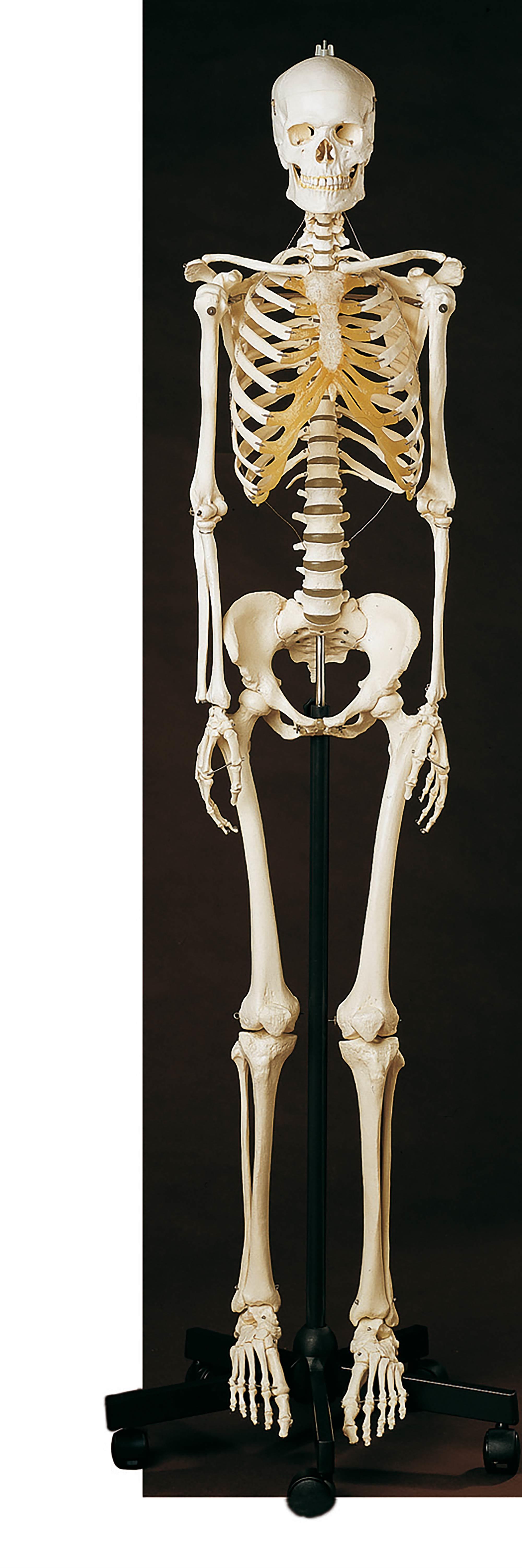 Künstliches Homo-Skelett, weiblich - Somso