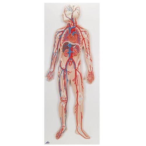 Blutkreislauf Modell - 3B Smart Anatomy