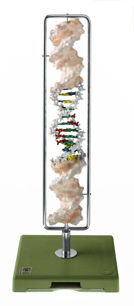 DNA-Doppelhelix (Typ B-DNA) - Somso