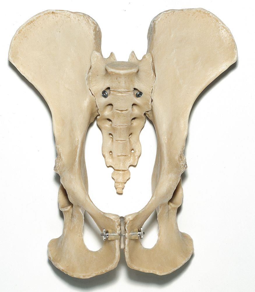 Künstliches Schimpansen-Becken-Skelett - Somso