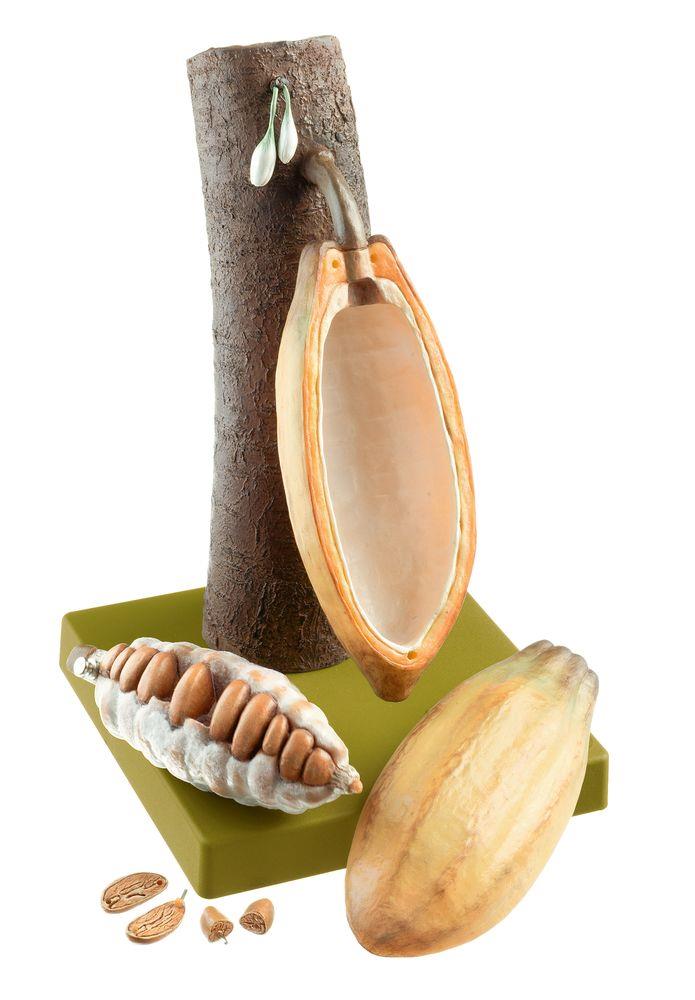 Somso - Frucht des Kakaobaums