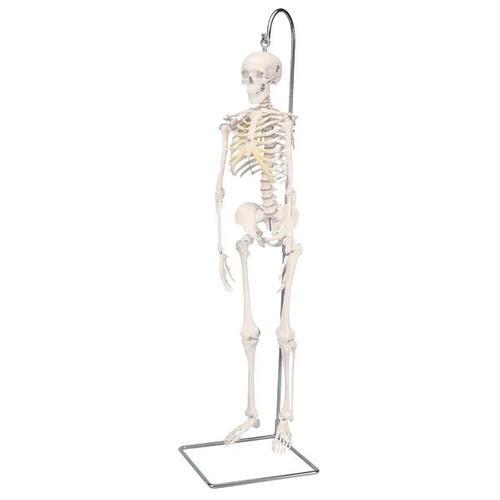 Mini Skelett Modell "Shorty" - 3B Scientific